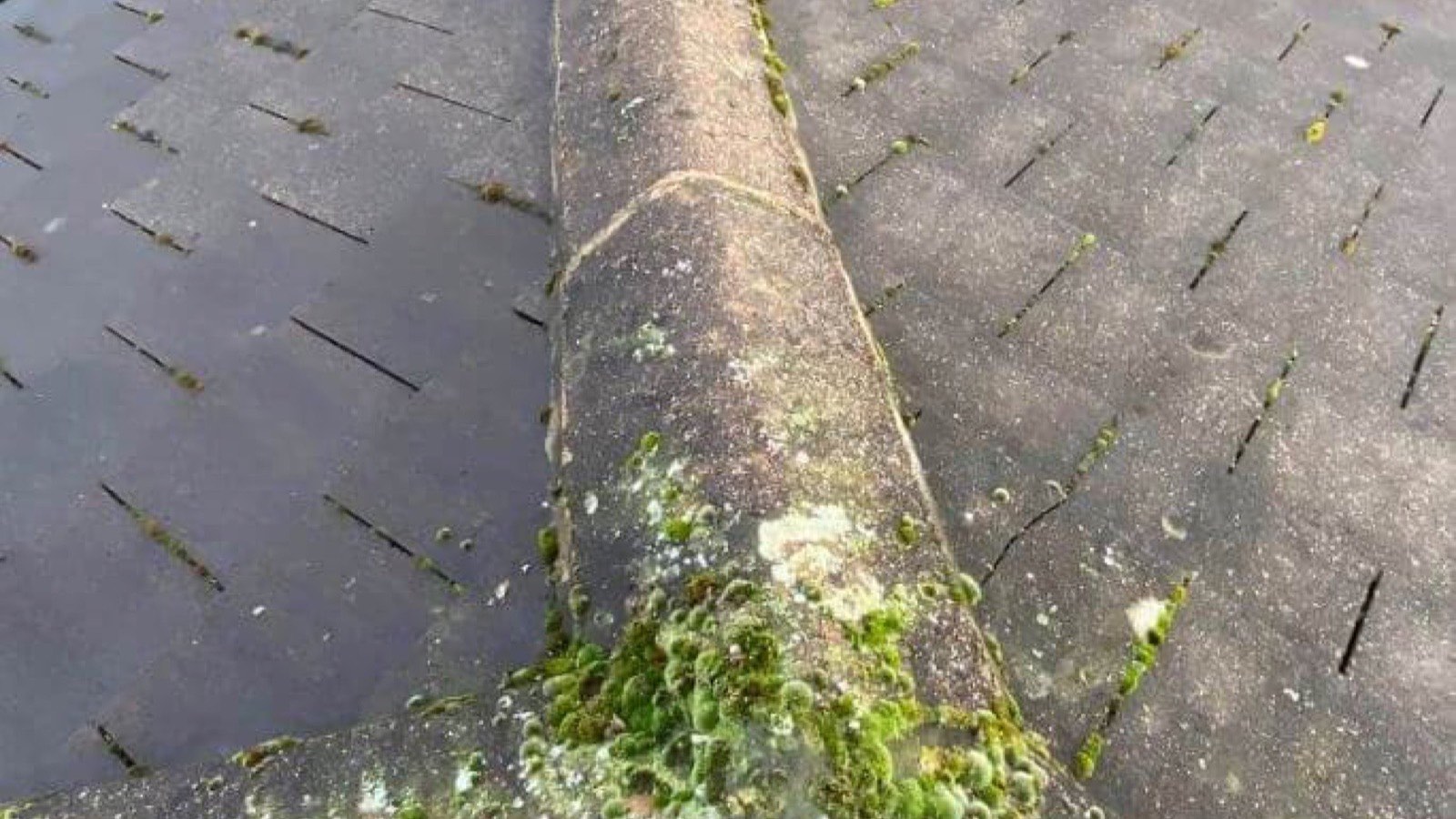 A tiled roof covered in moss and lichen before cleaning
